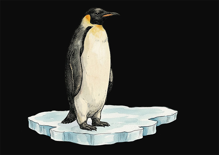 Ink and watercolor Emperor penguin on sea ice