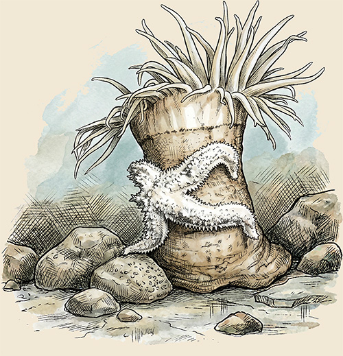 Undersea life beneath Antarctic ice